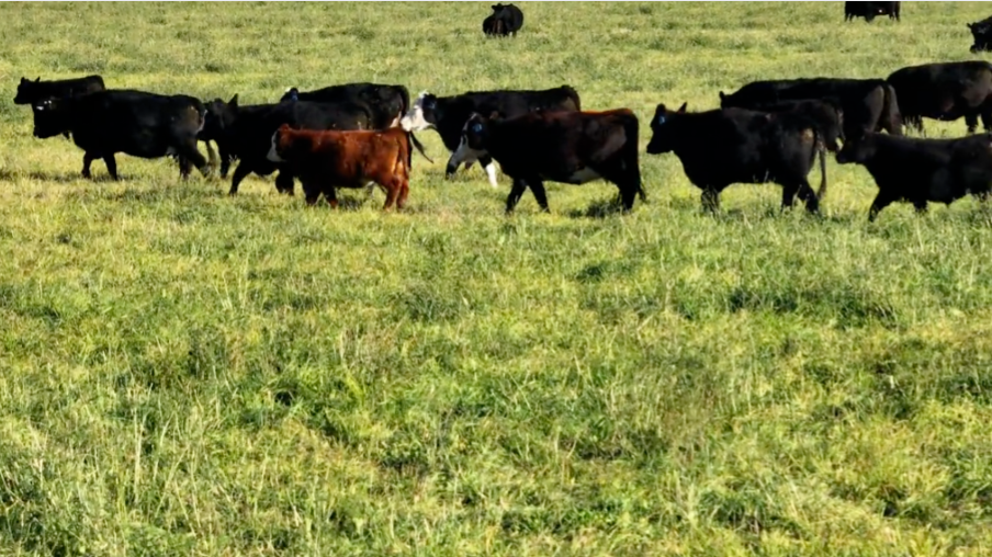 3-4 yr old, April – May calving, Ship Nov 1-15th!- BC1016A5